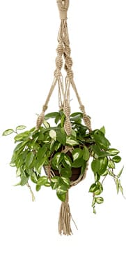plant hang
