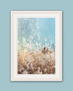 Nature photo in a white frame showing the tall grass and a turquoise sky taken in Peschiera del Garda, Italy by Photographer Scott Allen Wilson.