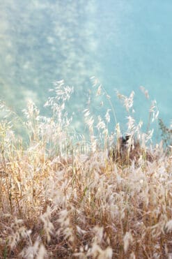 Beautiful nature photography of tall grass and a turquoise sky taken in Peschiera del Garda, Italy by Photographer Scott Allen Wilson.