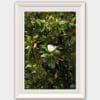 White framed print of a Magnolia tree in Parma. Created by Photographer Scott Allen Wilson