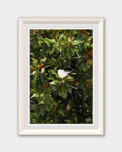 White framed print of a Magnolia tree in Parma. Created by Photographer Scott Allen Wilson