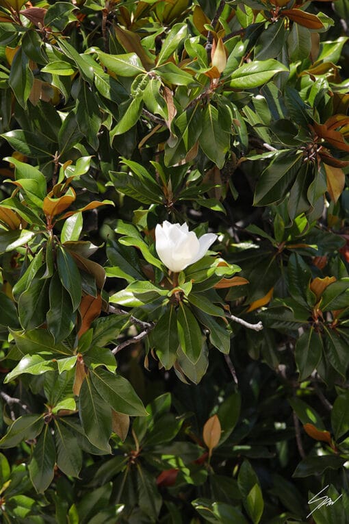 A Magnolia tree in Parma. Created by Photographer Scott Allen Wilson