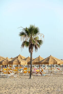 A shot of beach in Pescara, Italy with a big palm tree and straw sun umbrellas. By Photographer Scott Allen Wilson.
