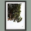 A black framed print of a tree peeking from above in Pescara, Italy. By Photographer Scott Allen Wilson.