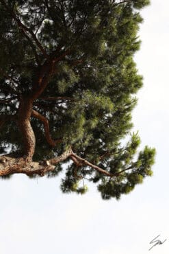 Print of a tree peeking from above in Pescara, Italy. By Photographer Scott Allen Wilson.