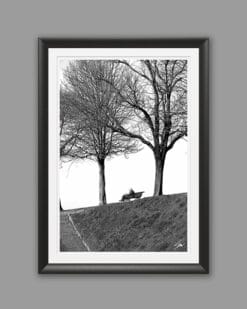 A black and white print of a man reading in a park in the city of Lucca, Italy. By Photographer Scott Allen Wilson.