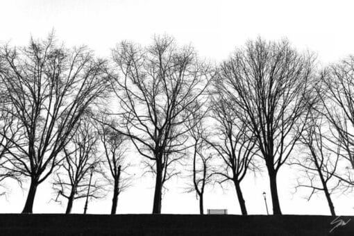 Three spooky trees in Lucca, Italy. By Photographer Scott Allen Wilson.