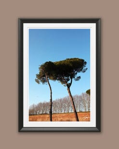 A black framed print of two trees in the city of Lucca, Italy. By Photographer Scott Allen Wilson.