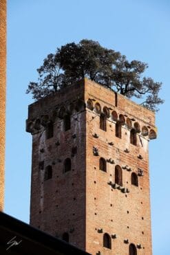 Torre Guinigi with trees on top of it in the city of Lucca, Italy. By Photographer Scott Allen Wilson.