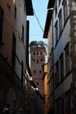 Torre Guinigi in the city of Lucca, Italy, with some bell towers visible. By Photographer Scott Allen Wilson.