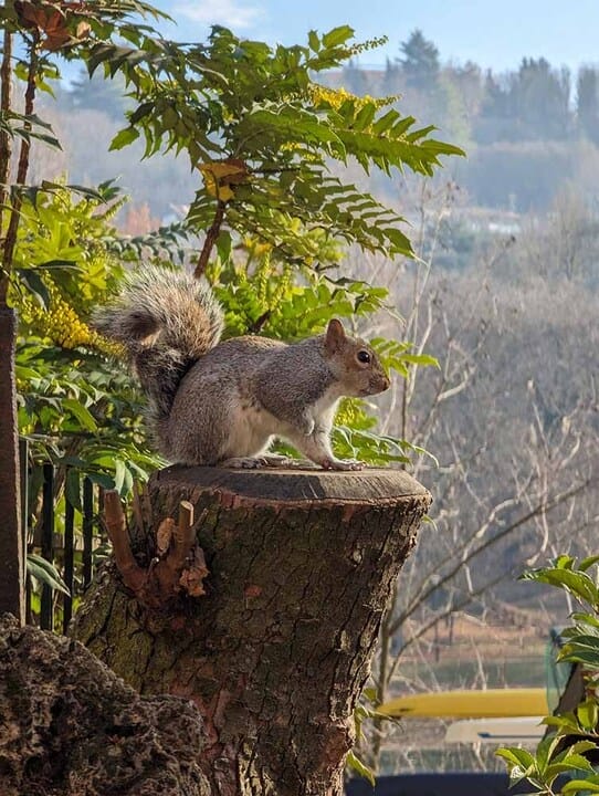 Squirrel in torino
